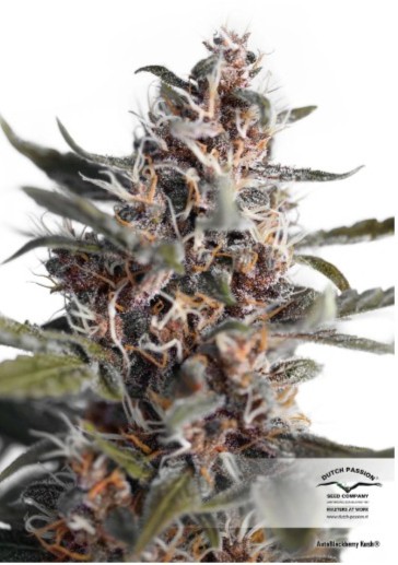 Auto Blackberry Kush