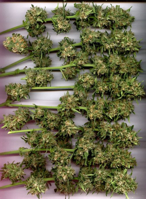 Erntezeitpunkt, Ernte &amp; Trocknen von Hanf (Cannabis) Irierebel