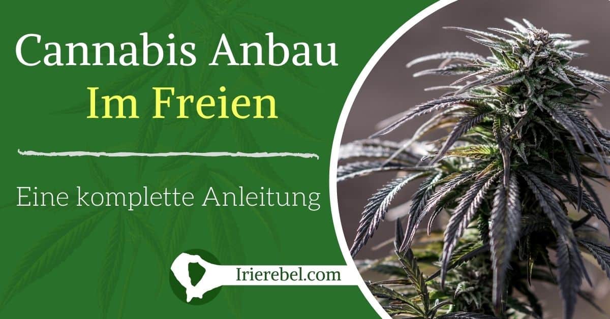 Cannabis Anbau Outdoor (Im Freien) – Eine komplette Anleitung - Irierebel