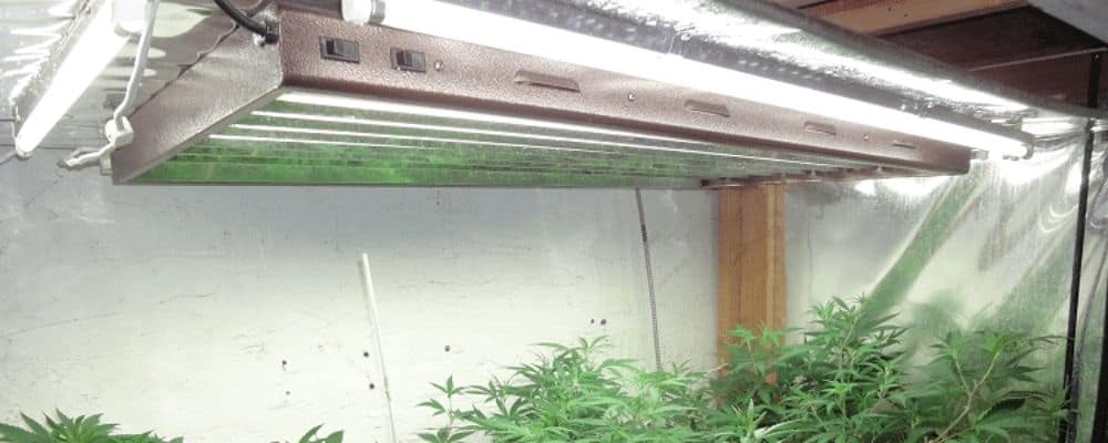 Wie man die besten Grow-Lampen für den Cannabis Anbau auswählt - Pflanzenlampen Kosten, Erträge ...