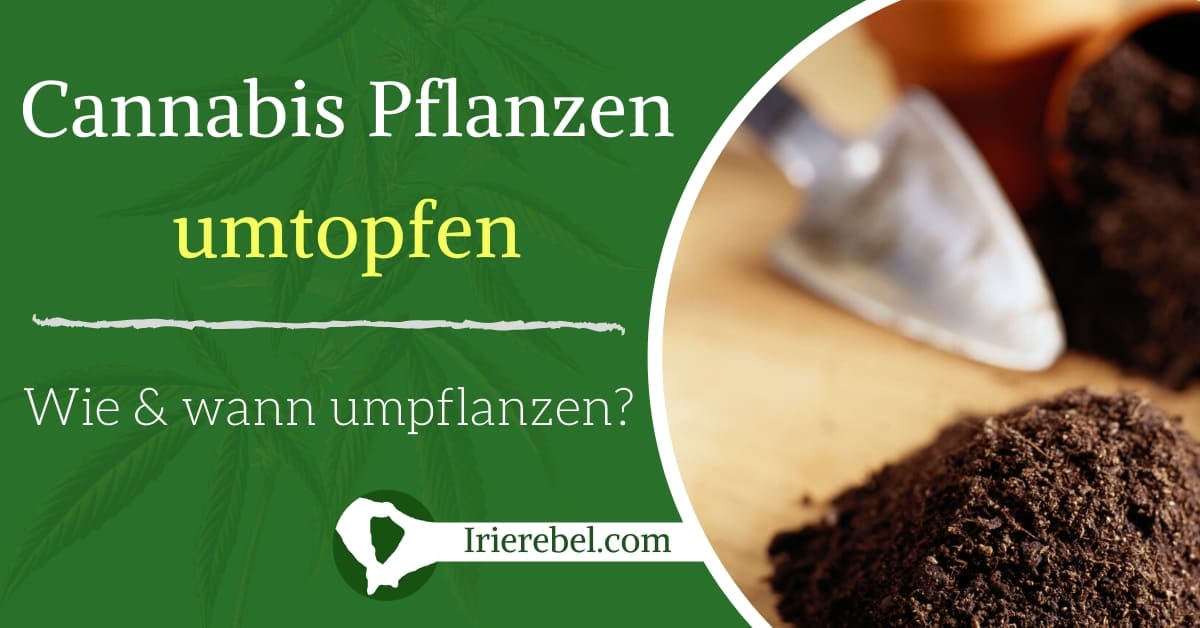 Cannabis Pflanzen umtopfen - Wie und wann umpflanzen? - Irierebel