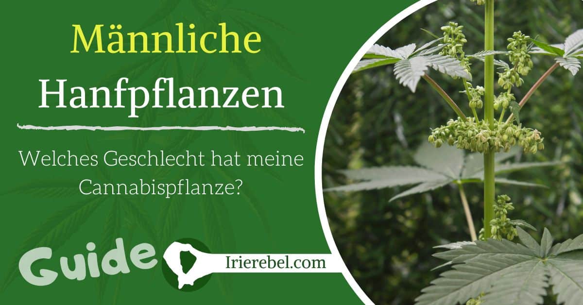 Die männliche Hanfpflanze - Welches Geschlecht hat meine ...