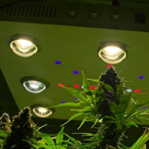 LED Growlampe Paneel