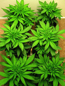 Hanfpflanzen in der vegetativen phase Wachtum Indoor Cannabis Anbau