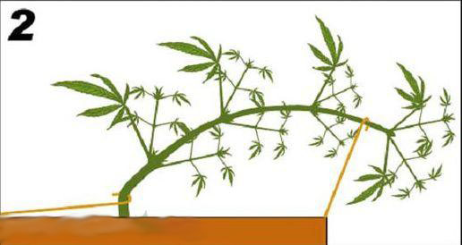 Cannabis Pflanze LST 2