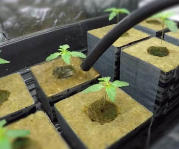 Hanfsamen keimen lassen Bewährte Methoden für ideale Ergebnisse Irierebel Der Löwe unter