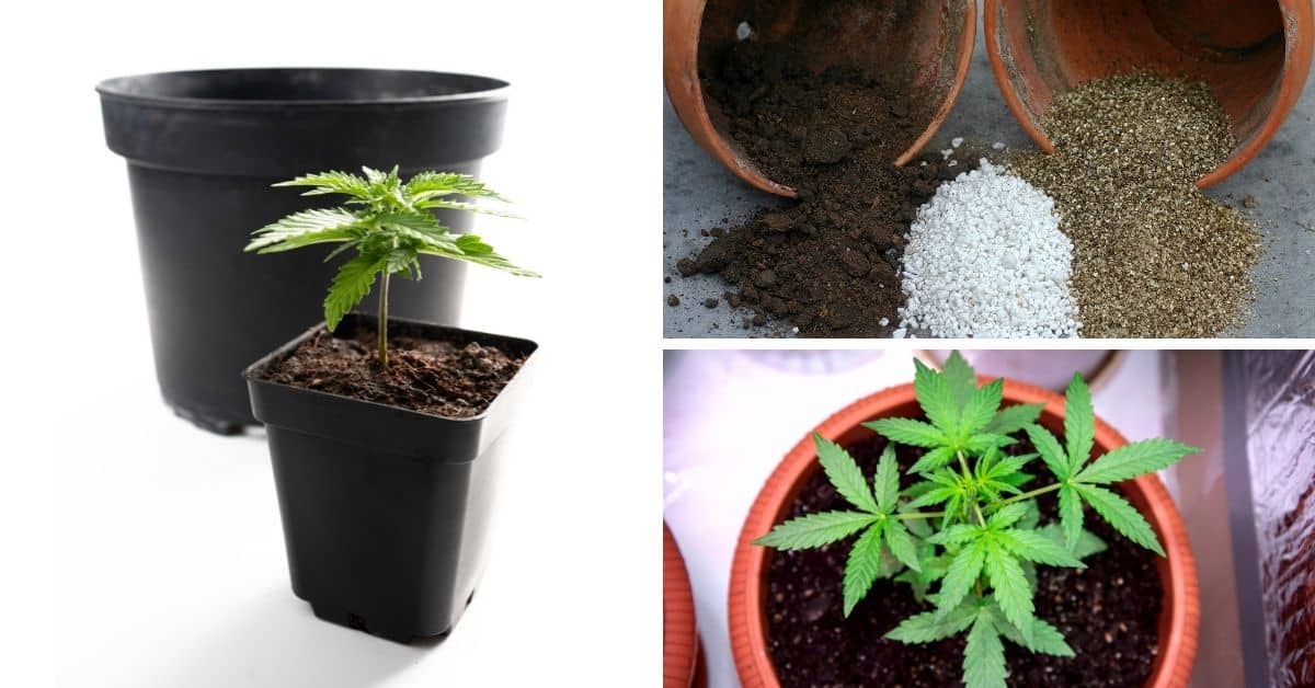 Die beste Erde für Cannabis - Zusammensetzung & Erstellung - Irierebel