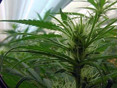 3 Wochen alte Cannabis Hanf Blüte bei Hanfpflanze in der Blütenphase