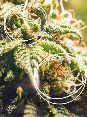 Cannabis Pistillen
