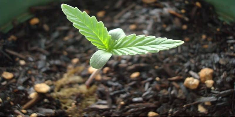 Der Lebenszyklus von Cannabis Pflanzen Alle WachstumsStadien