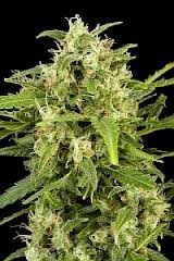 Erntereife Cannabis Hanfblüte Marihuana Buds