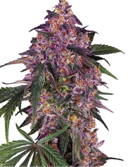 Purple Kush