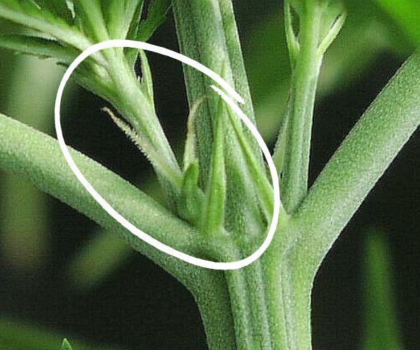 Weibliche und männliche Hanfpflanzen Die Vorblüte bei Cannabispflanzen