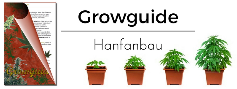 Hanfanbau Cannabis Anbau Anleitung & Hanf Growguide Irierebel Der