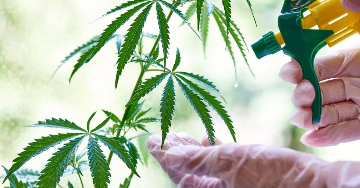 Mehltau auf CannabisPflanzen Erkennen & behandeln Irierebel Der Löwe unter den Cannabis