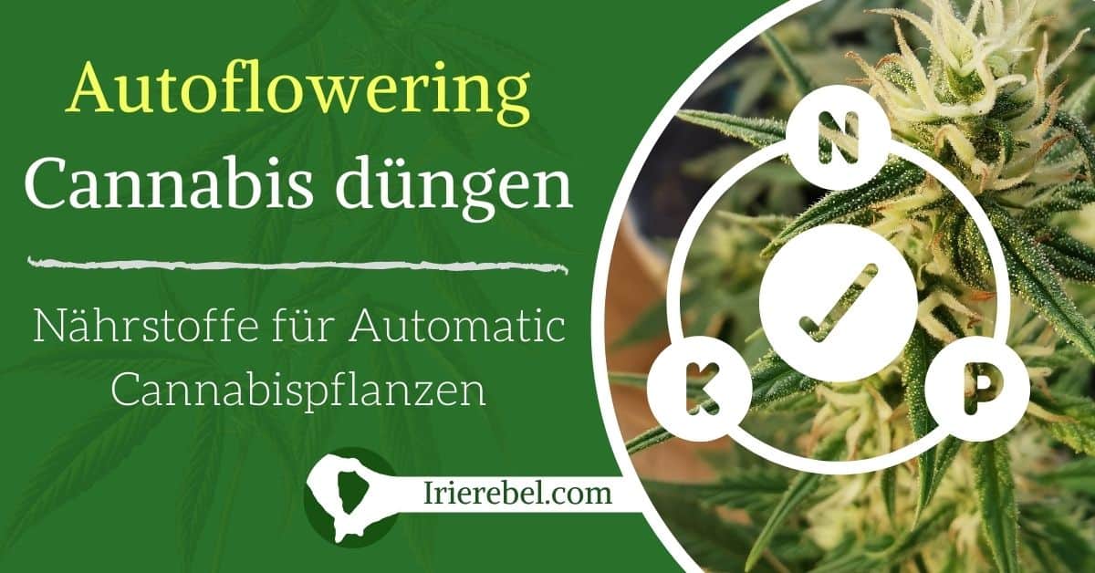 Wie & wann Autoflowering Cannabis dngen - Nhrstoffe fr Automatic  Cannabispflanzen - Irierebel - Der Lwe unter den Cannabis-Webseiten