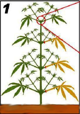 Cannabis Pflanze LST 1