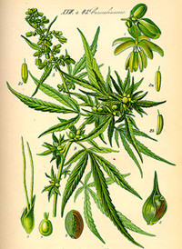 Hanf - Cannabis Übersicht 