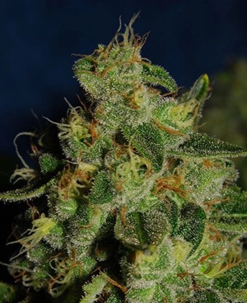 Green Crack