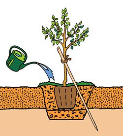 Hanfpflanze Cannabis in den Erdboden eingegraben gestützt und gegossen