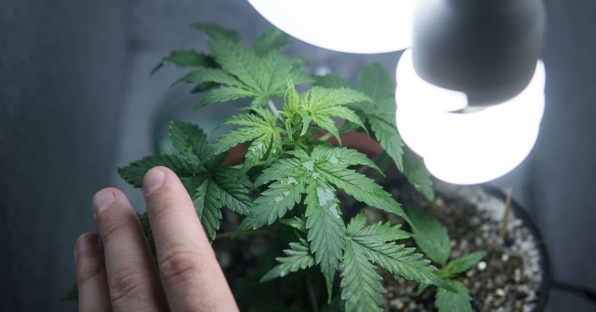 Mehltau auf CannabisPflanzen Erkennen & behandeln Irierebel Der Löwe unter den Cannabis