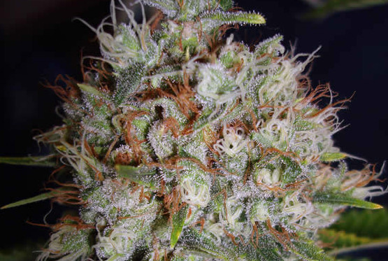 Erntereife Cannabis Hanfblüte Marihuana Buds