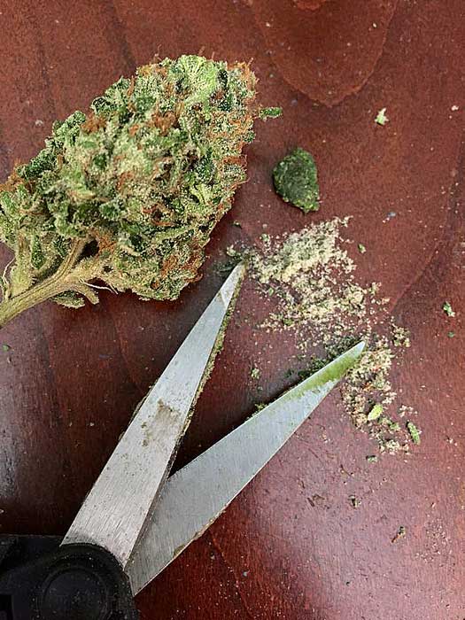 Wie man Cannabis richtig Marihuana Blüten trocknen