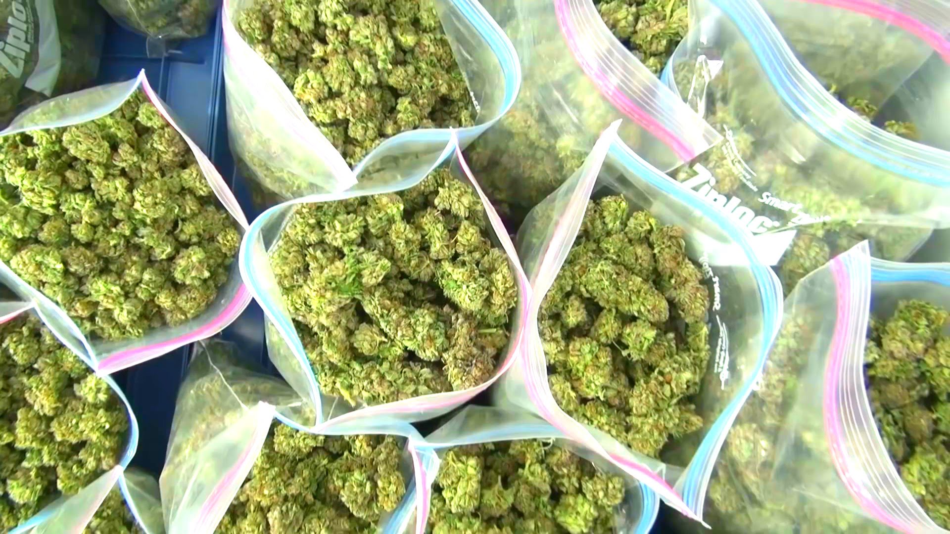 Lagern von Cannabis Marihuana Blüten Irierebel Der Löwe unter den CannabisWebseiten