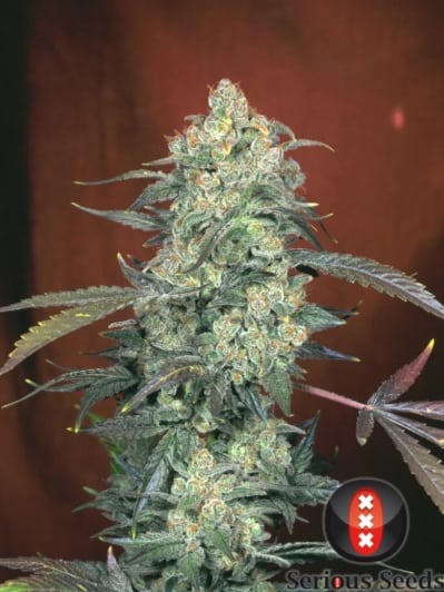 AK 47