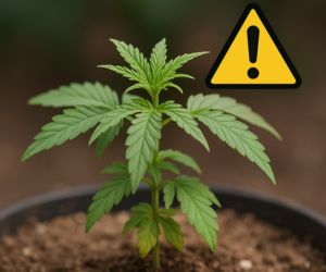 Cannabis nicht bereit
