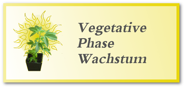 Die vegetative Phase / Wachstumsphase von Hanf - Cannabis