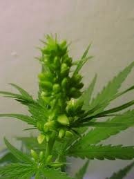 männliche Hanf (Cannabis) Blüten