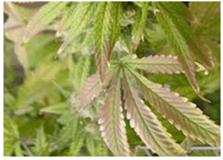 Molybdän Mangel bei Cannabis 