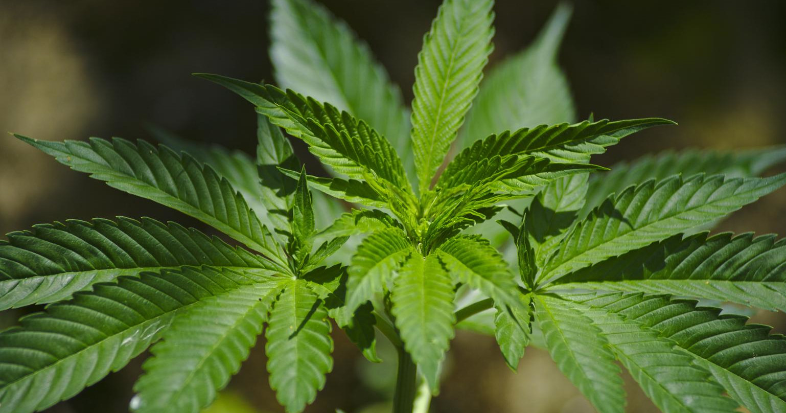 Blutephase Cannabis Das Produktive Stadium Irierebel