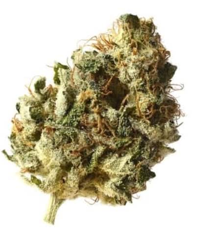 Kosher Choco Kush