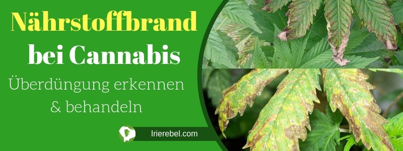 Nährstoffbrand bei Cannabis - Überdüngung erkennen & behandeln