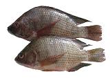 Tilapia Bunt Barsch Buntbarsch