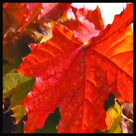 Feuilles d'Automne - A3 / CP