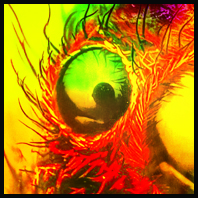 Série - Adoptons un insecte