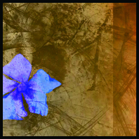 Fleurs - A3 / CP