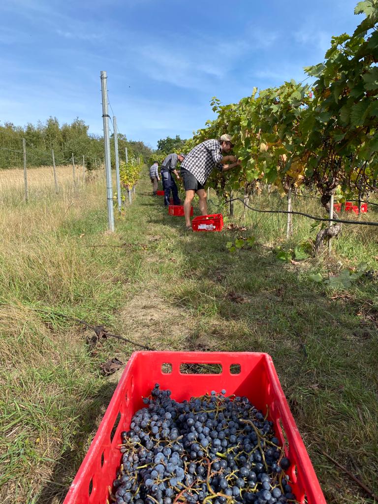 Die Lese beginnt mit dem Sektgrundwein...