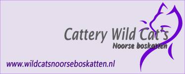 Wild Cat's Noorse boskatten