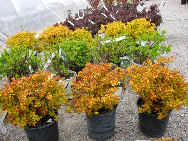 Landscape supplies