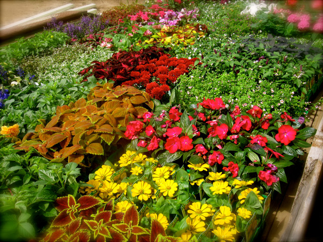 oh yeah,  Flowers!