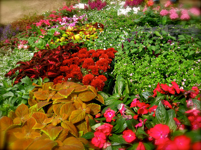 More flowers with color