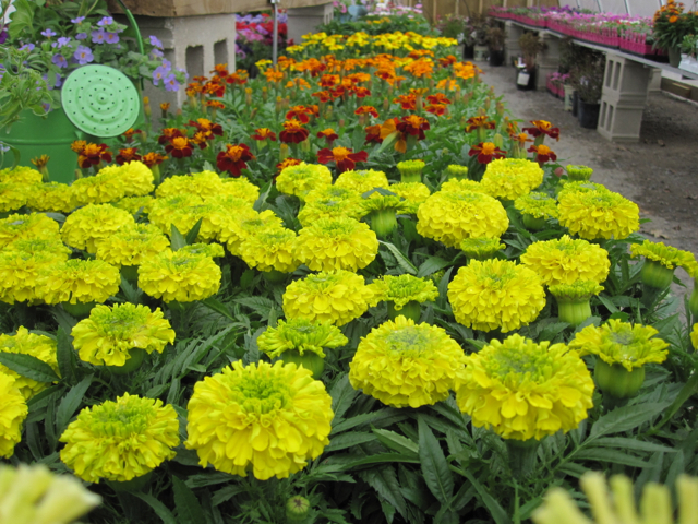 Springtime colors