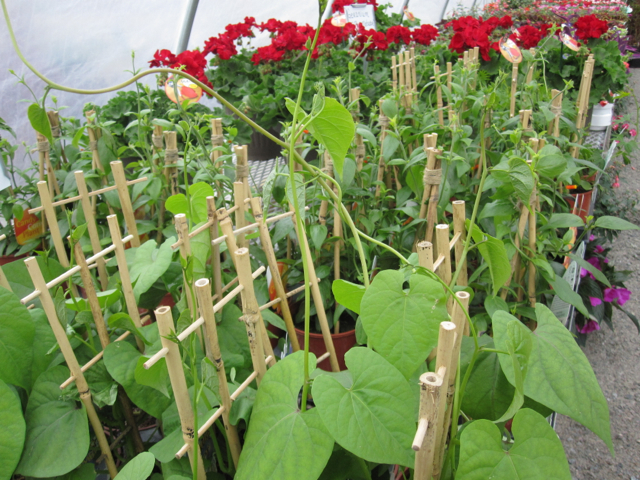 We have it, you can grow it.