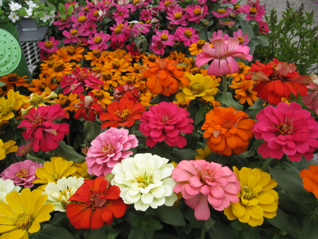 Flowers of all kinds