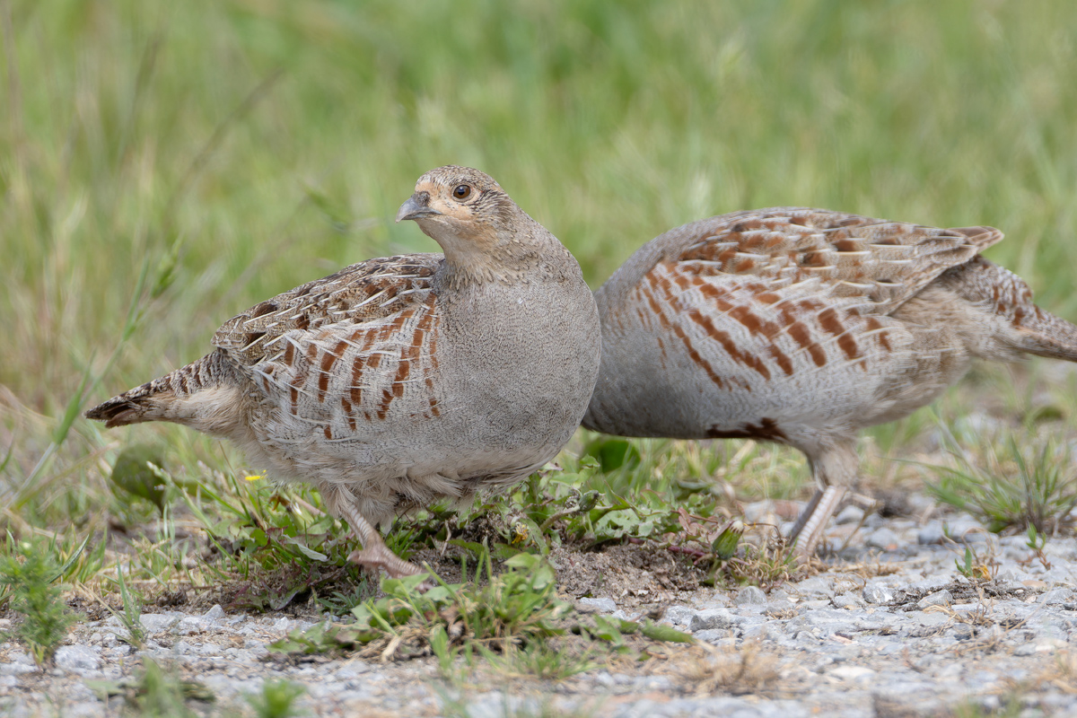In der Brutzeit sind Rebhühner meist paarweise anzutreffen. Foto: Friedemann Arndt