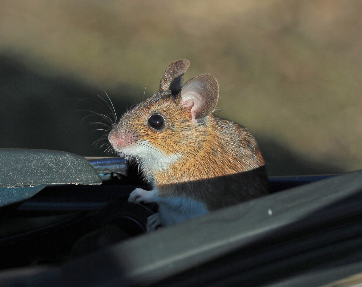Über Verbreitung und Bestand vieler Kleinsäuger ist wenig bekannt. Hier als Beispiel eine Gelbhalsmaus. Foto: Henning Vierhaus